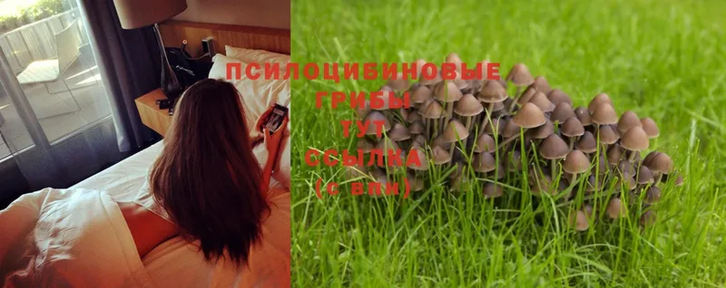 Псилоцибиновые грибы Magic Shrooms  купить наркотик  Каневская 